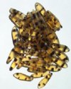 50 5x16mm Matte Transparent Tortoise Dagger Beads